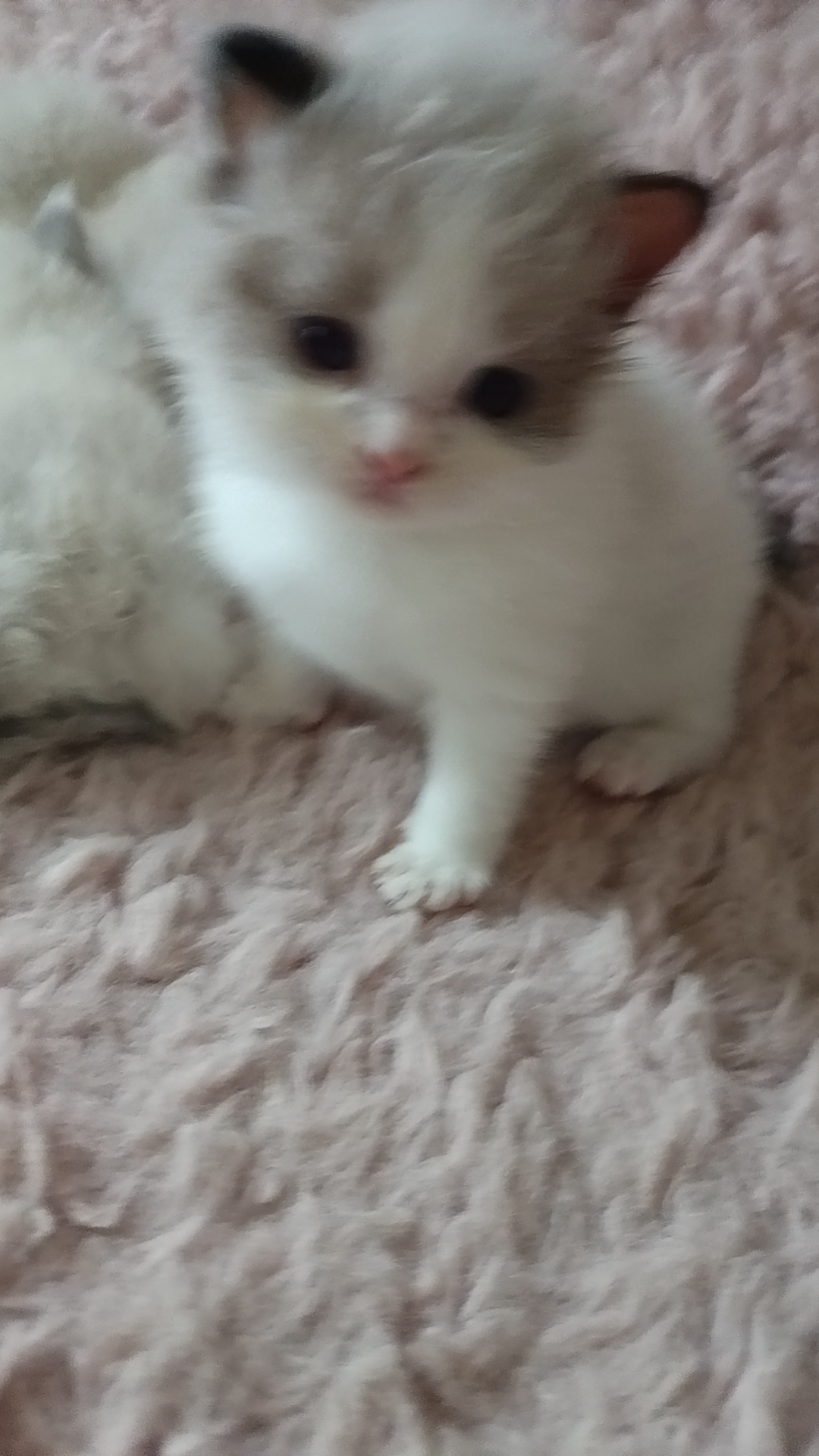 本人布偶猫都是家庭繁育，非宠物店。长期520/只出售布偶幼崽。
